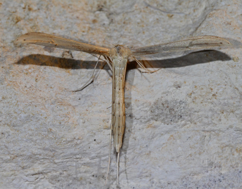 Pictures Of Large Moths In Texas