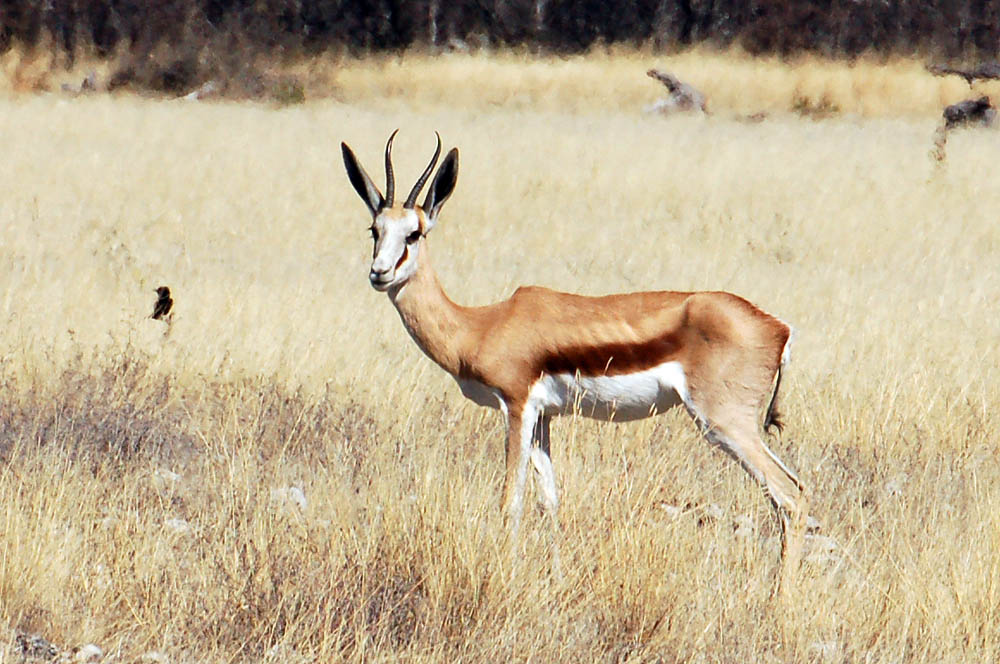 Images Of Springbok. springbok.namibia.otavi.07.3a.jpg