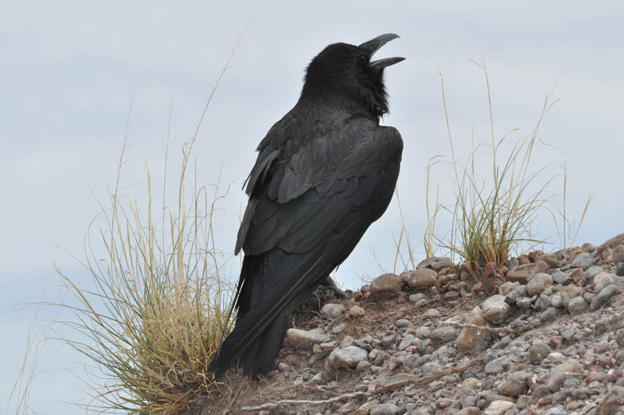Northern Raven (Corvus corax)