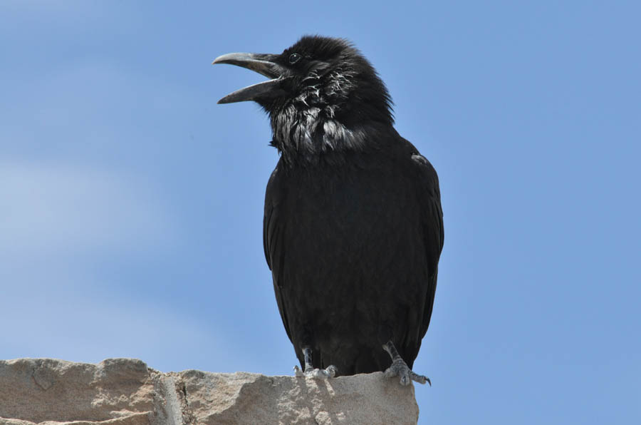 Northern Raven (Corvus corax)