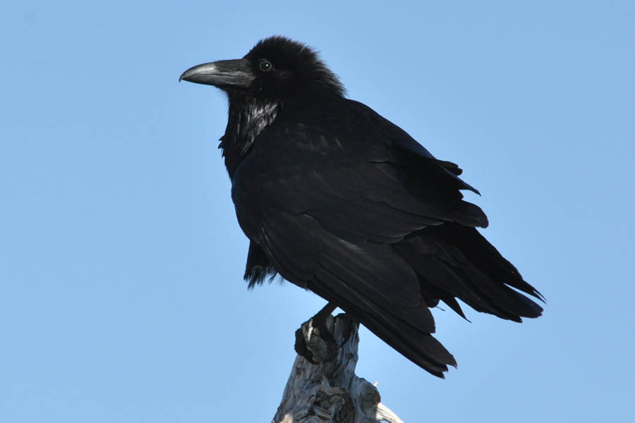 Northern Raven (Corvus corax)