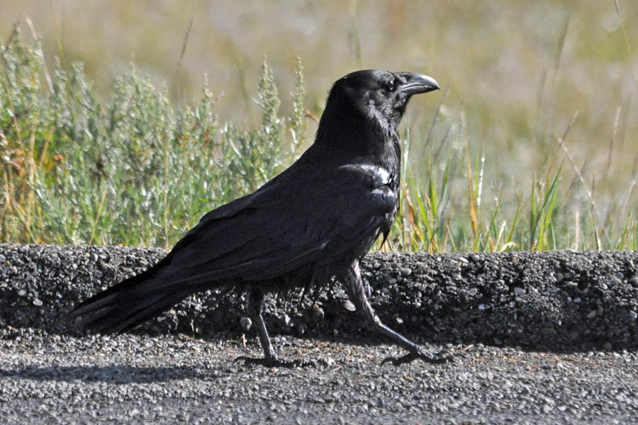 Northern Raven (Corvus corax)