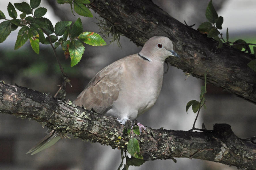 Eurasian Collared Dove (Streptopelia decaocto)