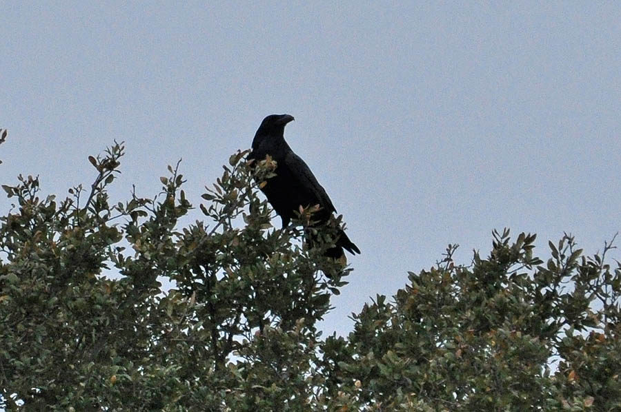 Northern Raven (Corvus corax)