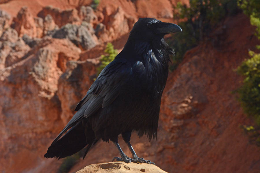 Northern Raven (Corvus corax)