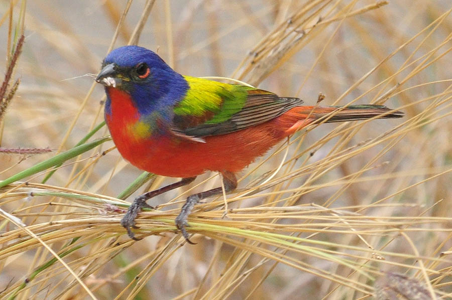 Painted Bunting (Passerina ciris)