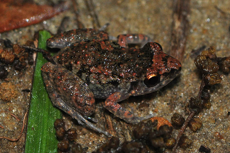 Greenhouse Frog (Eleutherodactylus planirostris)