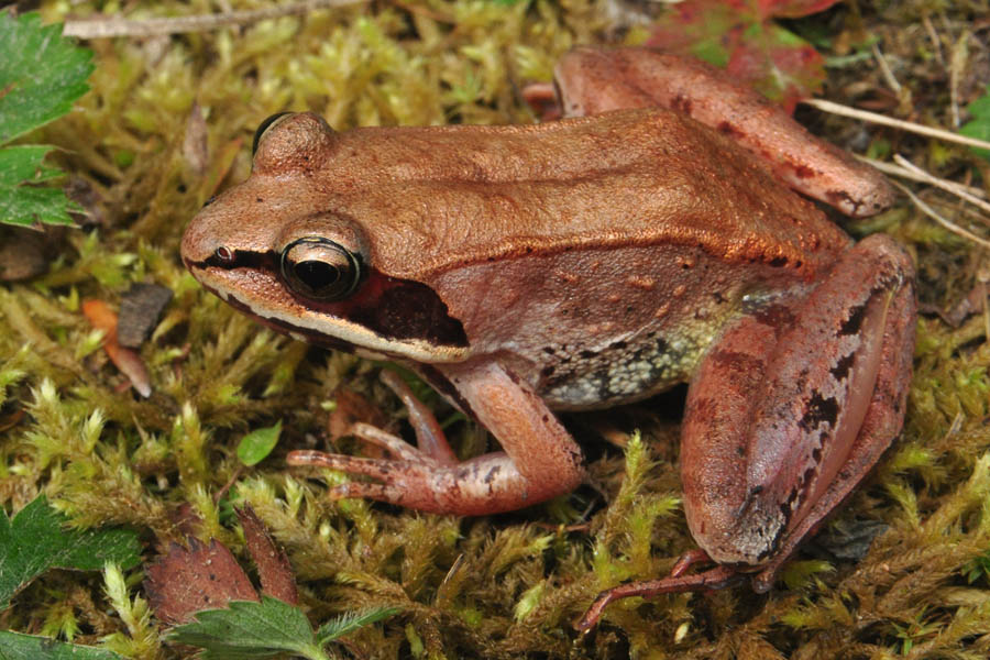 Wood Frog (Rana sylvatica)