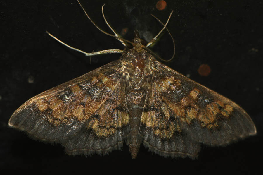 Darker Diacme (Diacme adipaloides) 5143