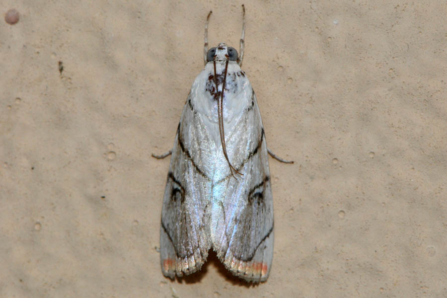 Dichogama colotha