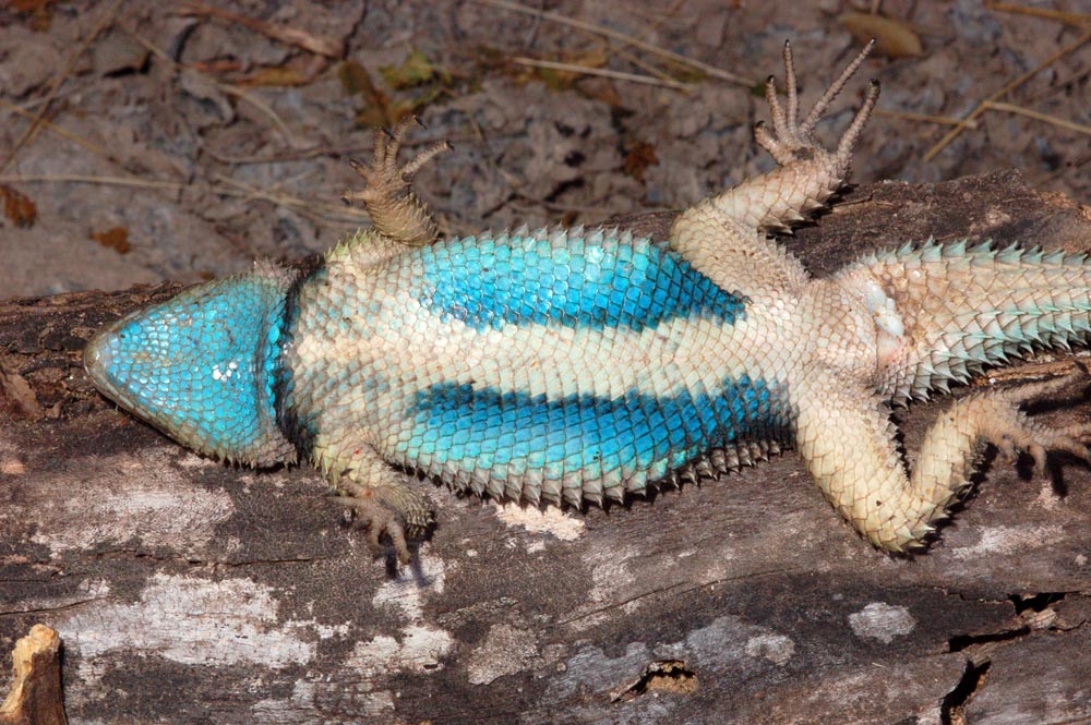 Blue Spiny Lizard Sceloporus Cyanogenys