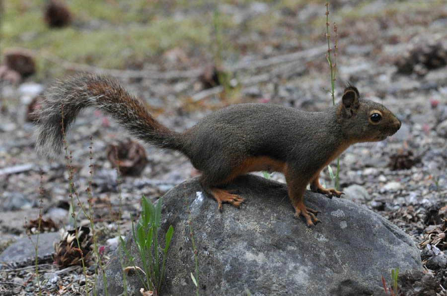 Douglas Squirrel (Tamisciurus douglasi)