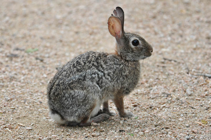 Eastern Cottontail (Sylvilagus floridanus)