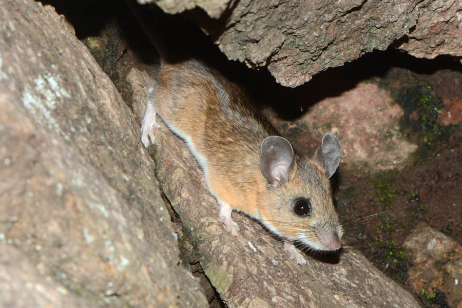 Brush Mouse (Peromyscus boylii)