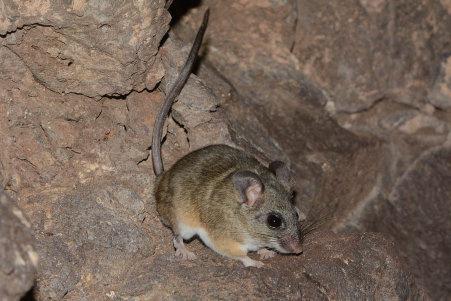 Brush Mouse (Peromyscus boylii)