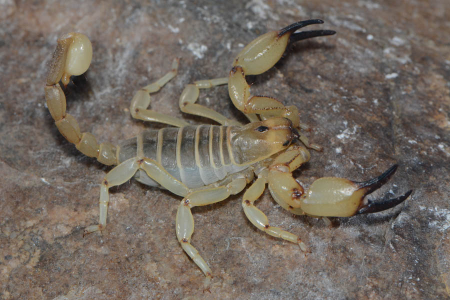 Mafia Scorpion (Anuroctonus phaiodactylus)