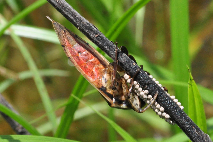 Giant Water Bug (Lethocerus americana)