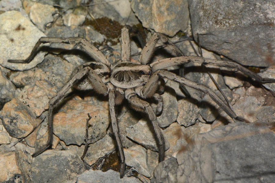 Giant Wolf Spider (Hogna carolinensis)