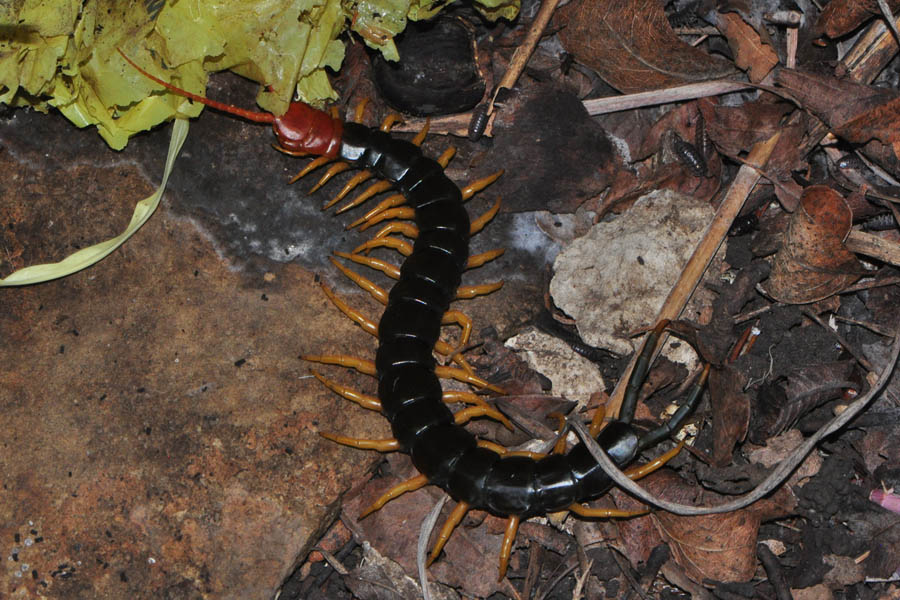Giant Centipede (Scolopendra heros) .