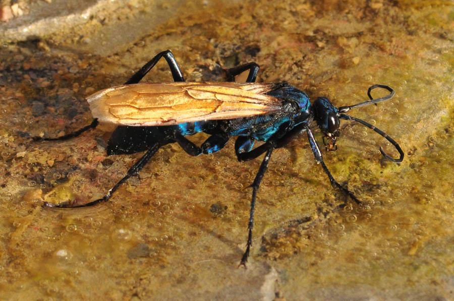 Tarantula Hawk (Pepsis sp.)