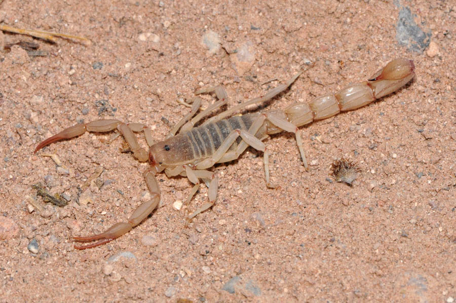 Vaejovis Confusus