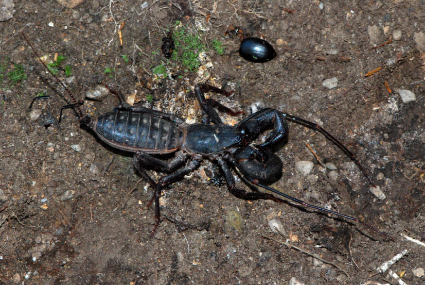 Vinegaroon (Mastigoproctus giganteus)