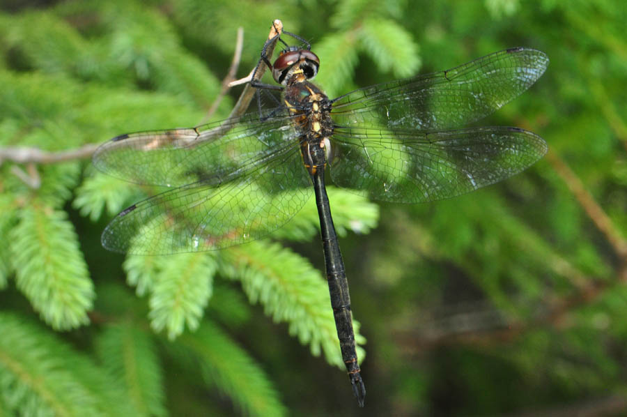 Clamptipped Emerald (Somatochlora tenebrosa)