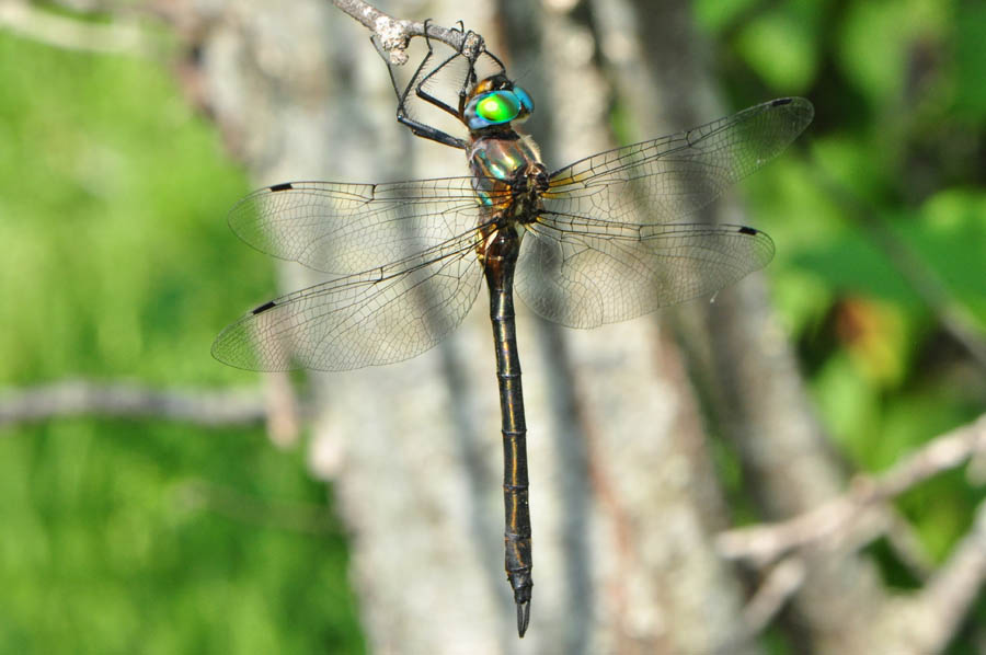 Clamptipped Emerald (Somatochlora tenebrosa)