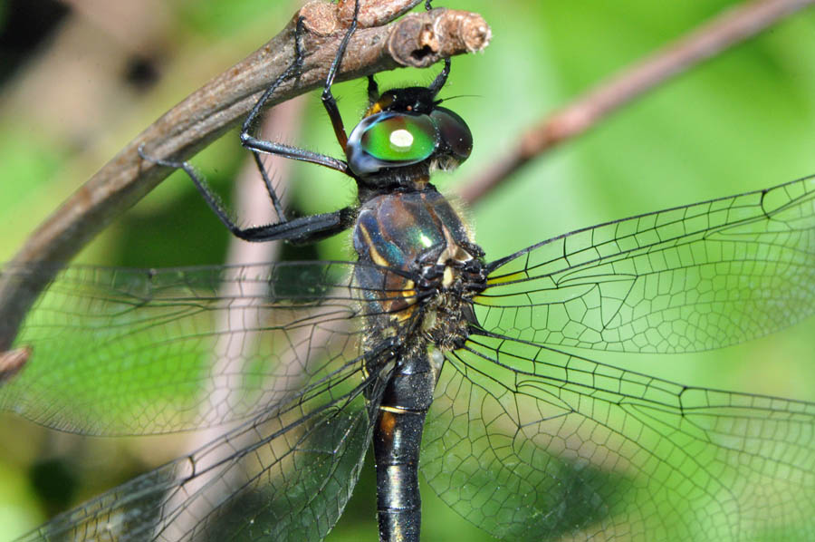 Clamptipped Emerald (Somatochlora tenebrosa)