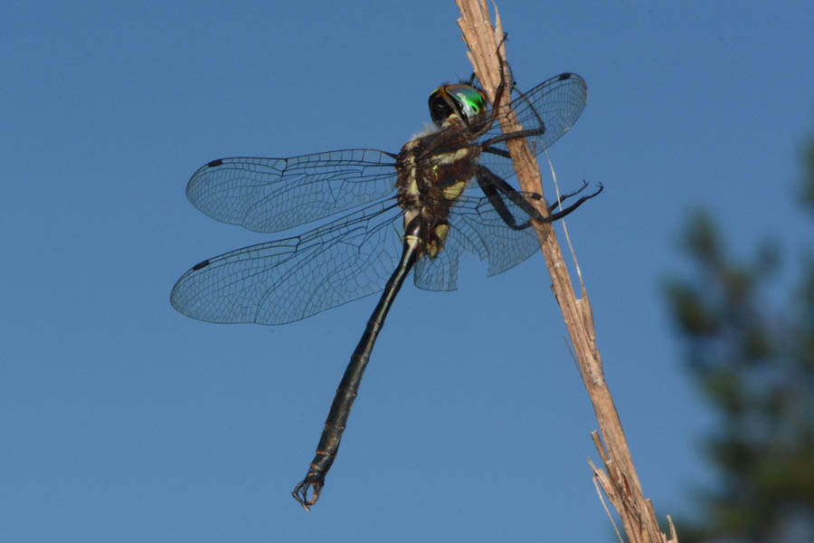 Clamptipped Emerald (Somatochlora tenebrosa)