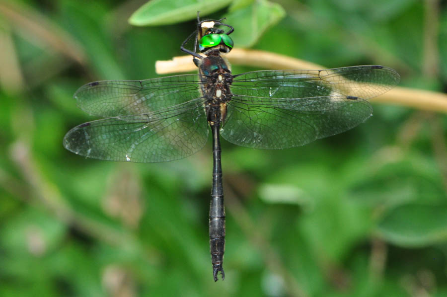 Clamptipped Emerald (Somatochlora tenebrosa)