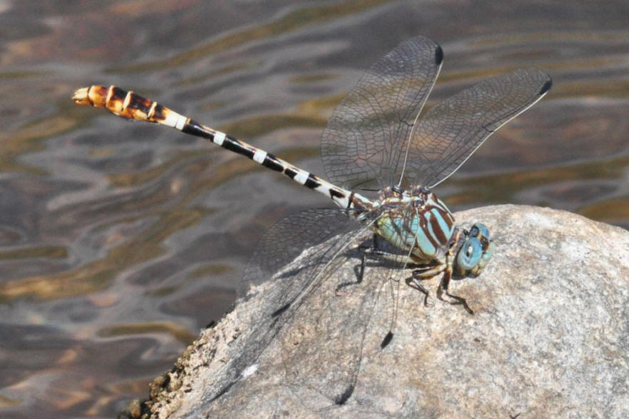 Serpent Ringtail (Erpetogomphus lampropeltis)