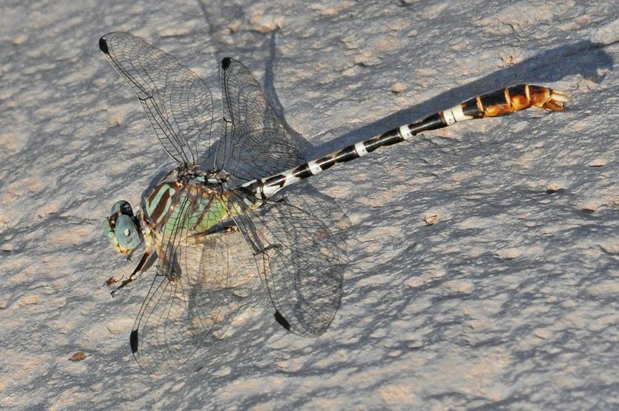 Serpent Ringtail (Erpetogomphus lampropeltis)