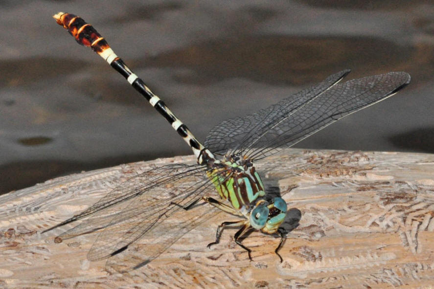 Serpent Ringtail (Erpetogomphus lampropeltis)