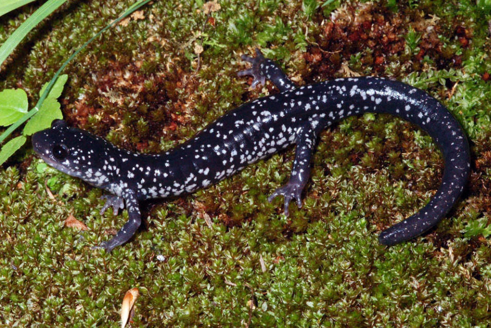 White-spotted Slimy Salamander (Plethodon cylindraceus)
