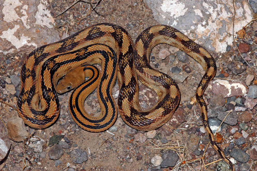 TransPecos Ratsnake (Bogertophis subocularis)