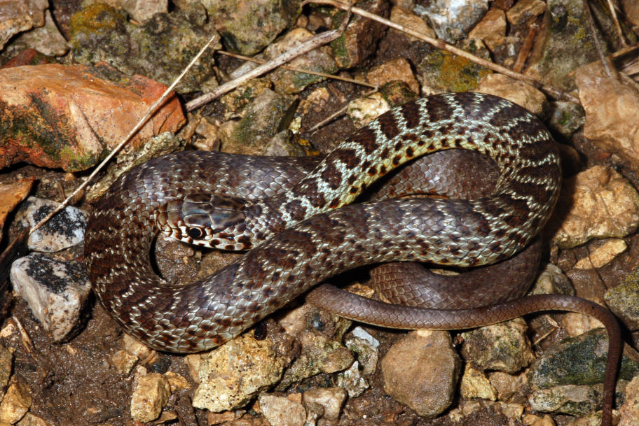 Racer (Coluber constrictor)