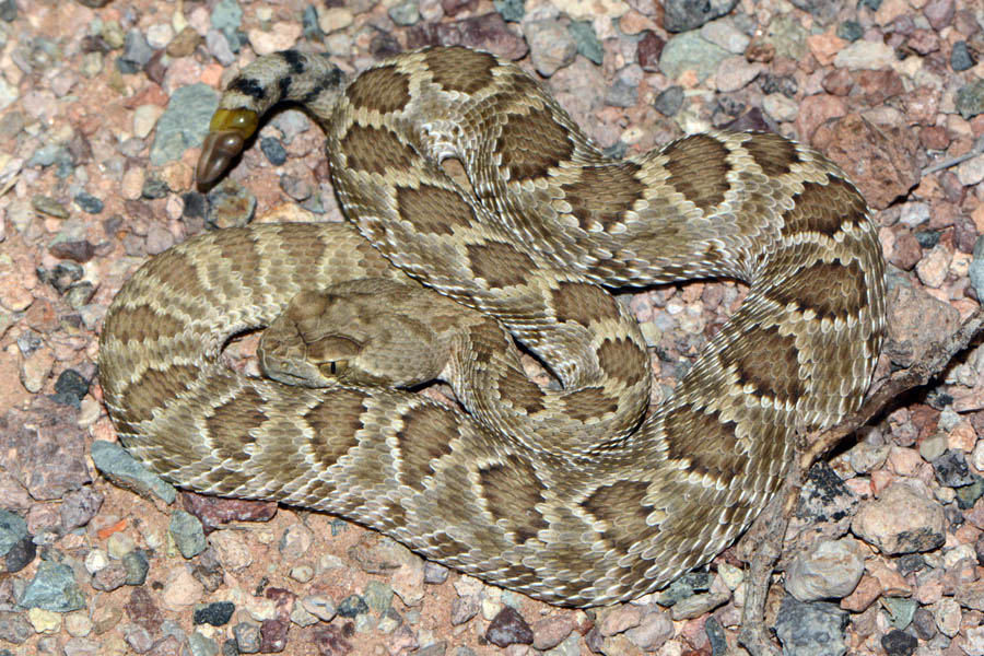 Mohave Rattlesnake (Crotalus scutulatus)