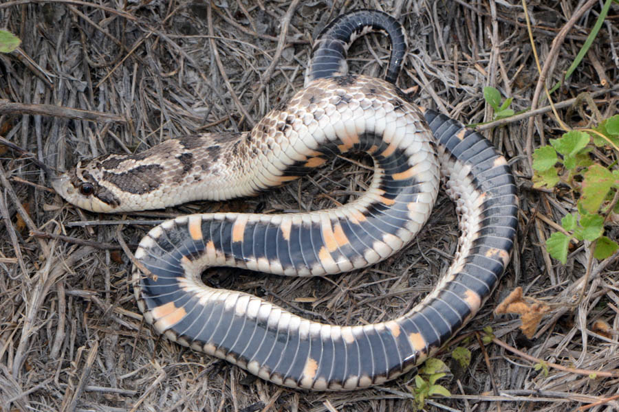 Western Hognose Snake (Heterodon nasicus) playing dead {!--서부