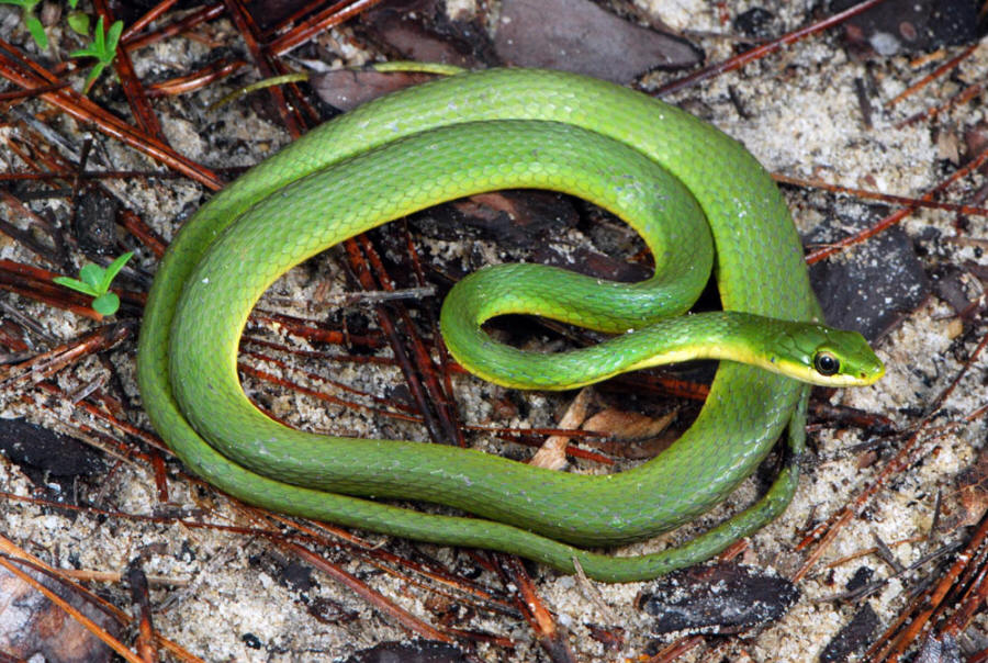 Rough Green Snake (Opheodrys aestivus)