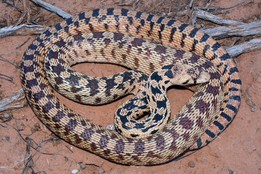 Gopher/Bullsnake (Pituophis catenifer)