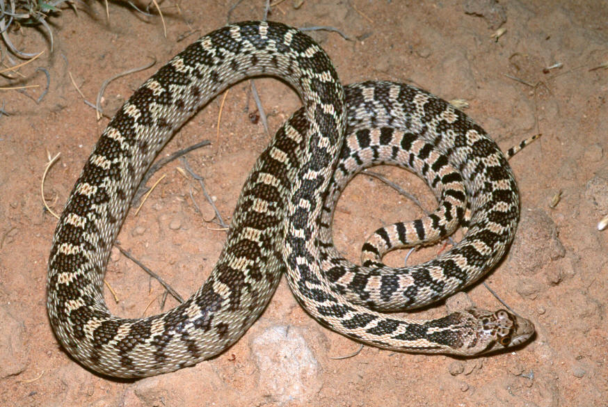 Gopher/Bullsnake (Pituophis catenifer)