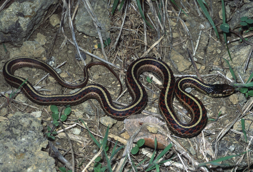 Common Gartersnake (Thamnophis sirtalis)