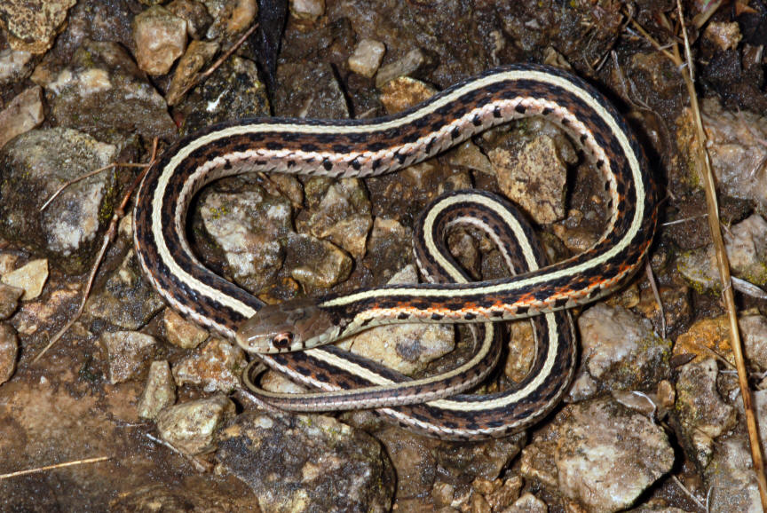 Common Gartersnake (Thamnophis sirtalis)