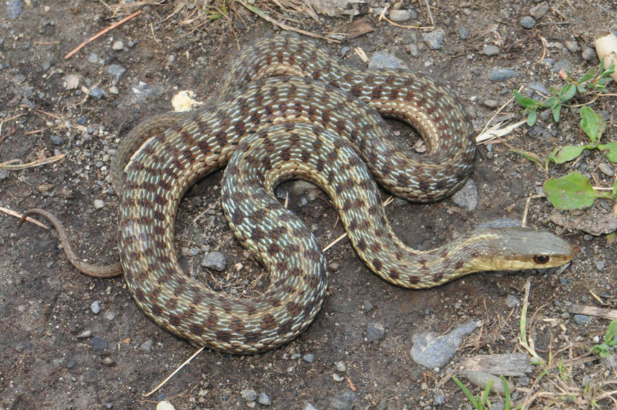 Common Gartersnake (Thamnophis sirtalis)