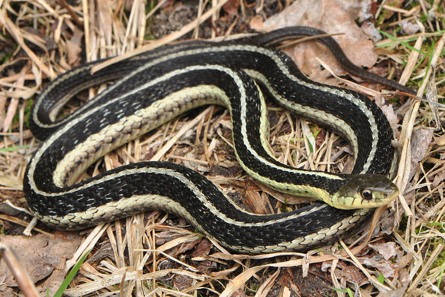 Common Gartersnake (Thamnophis sirtalis)