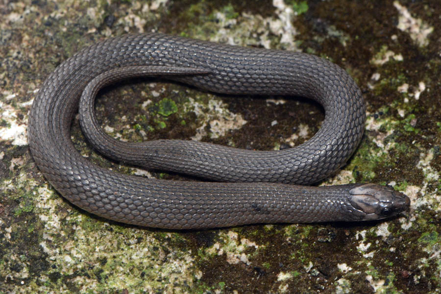 Rough Earth Snake (Virginia striatula)