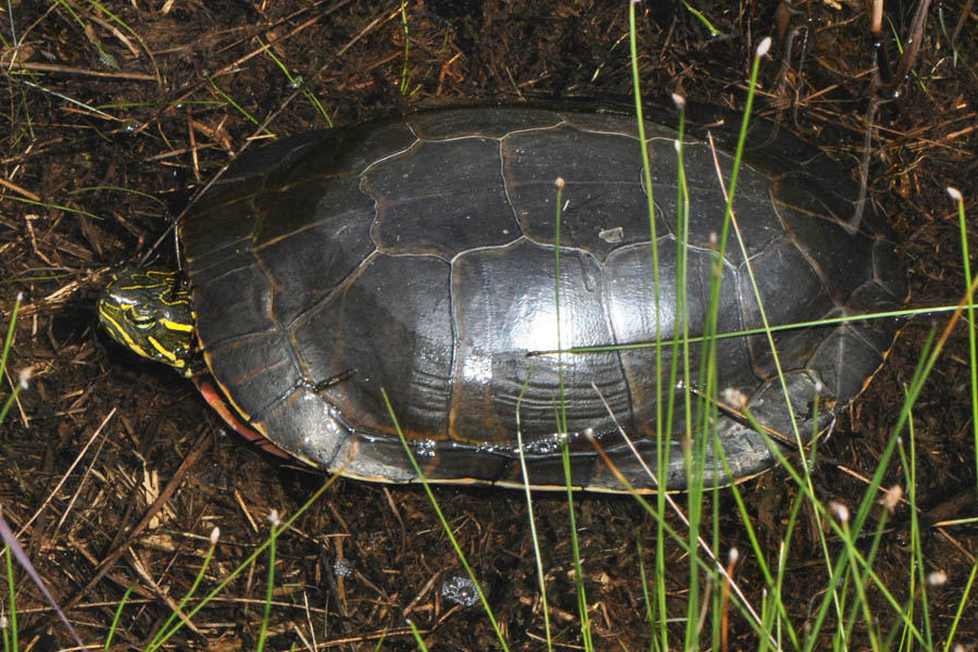 Painted Turtle (Chrysemys picta)