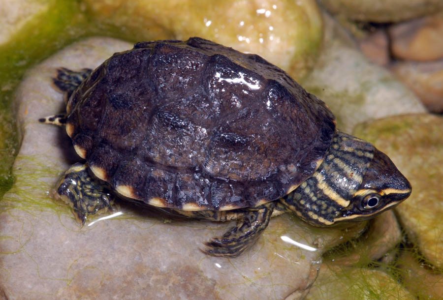 Stinkpot (Sternotherus odoratus)