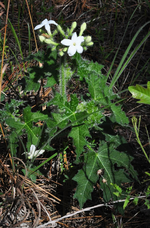 Bull Nettle (Cnidoscolus texanus)
